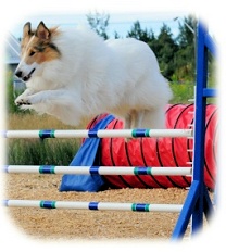 Agility